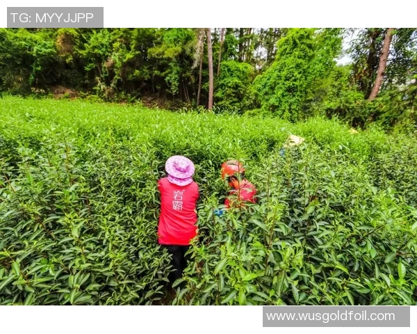 姚明连进最高成就背后的故事与篮球精神的传承 姚明连进最高成就背后的故事与篮球精神的传承